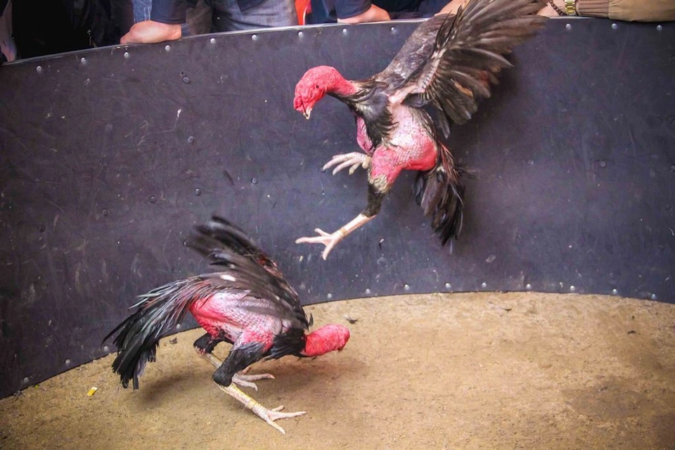 đá gà đòn trực tuyến